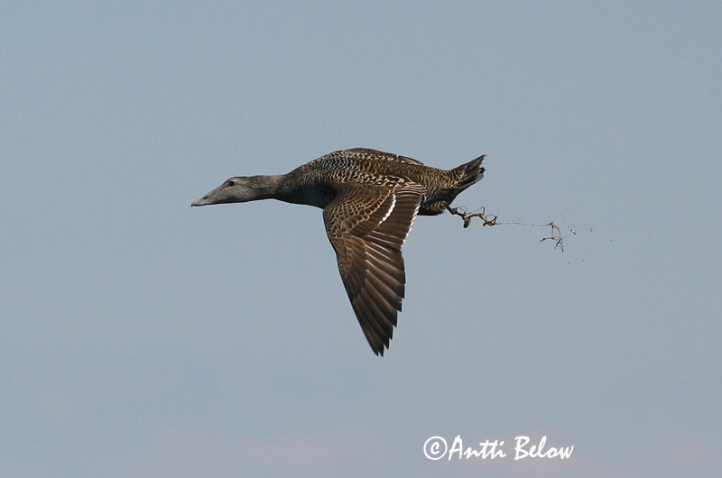 Avainsanat: Èider Ederfugl Eider Common Eider Hahk Haahka Eider à duvet Eiderente Pehelyréce Æður Edredone Ærfugl Eider-edredão Somateria mollissima Eider Común Ejder