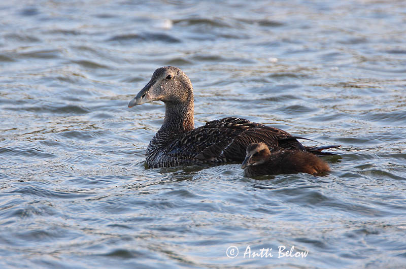 Avainsanat: Èider Ederfugl Eider Common Eider Hahk Haahka Eider à duvet Eiderente Pehelyréce Æður Edredone Ærfugl Eider-edredão Somateria mollissima Eider Común Ejder