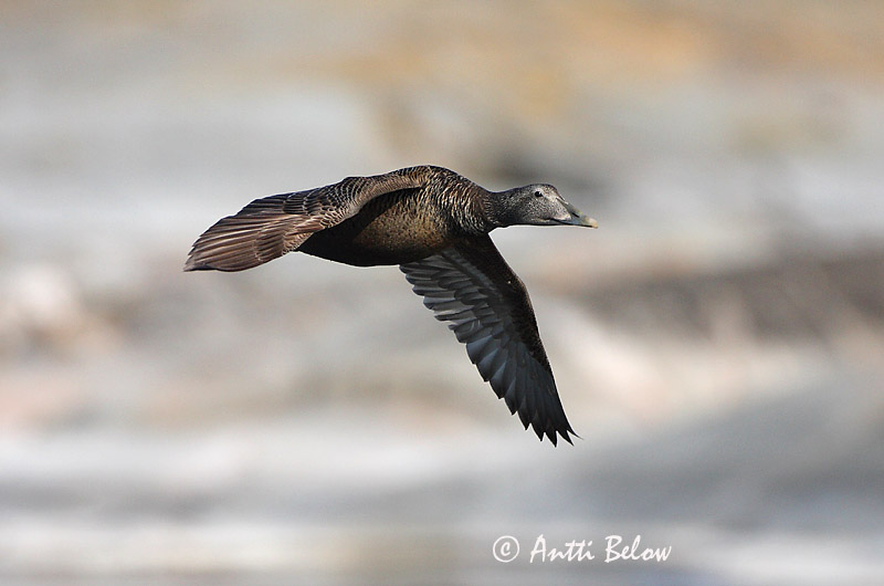 Avainsanat: Èider Ederfugl Eider Common Eider Hahk Haahka Eider à duvet Eiderente Pehelyréce Æður Edredone Ærfugl Eider-edredão Somateria mollissima Eider Común Ejder