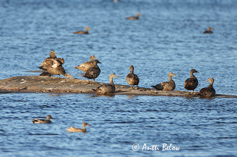 Avainsanat: Èider Ederfugl Eider Common Eider Hahk Haahka Eider à duvet Eiderente Pehelyréce Æður Edredone Ærfugl Eider-edredão Somateria mollissima Eider Común Ejder