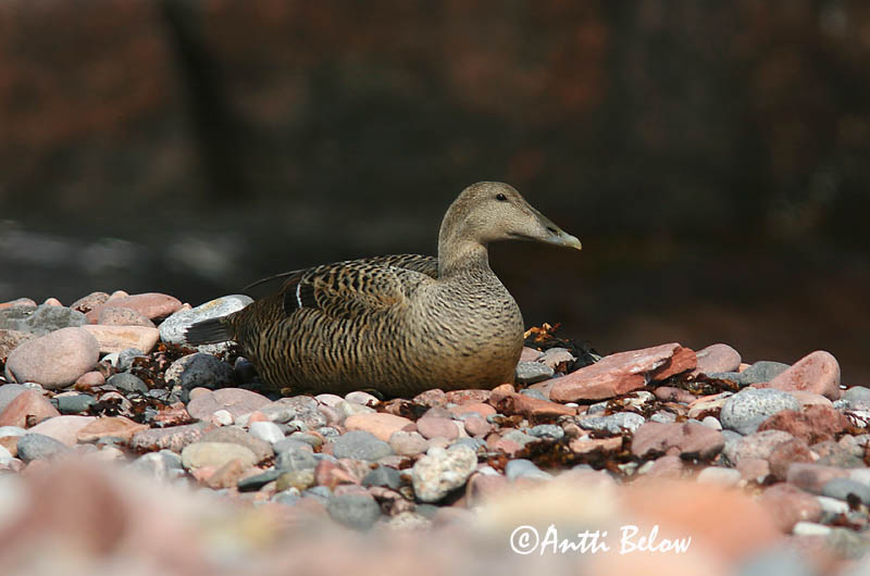 Avainsanat: Èider Ederfugl Eider Common Eider Hahk Haahka Eider à duvet Eiderente Pehelyréce Æður Edredone Ærfugl Eider-edredão Somateria mollissima Eider Común Ejder
