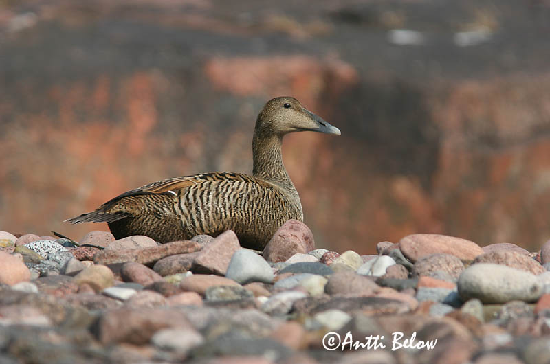 Avainsanat: Èider Ederfugl Eider Common Eider Hahk Haahka Eider à duvet Eiderente Pehelyréce Æður Edredone Ærfugl Eider-edredão Somateria mollissima Eider Común Ejder