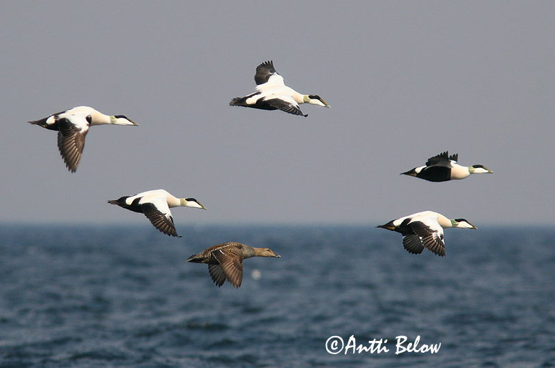 Avainsanat: Èider Ederfugl Eider Common Eider Hahk Haahka Eider à duvet Eiderente Pehelyréce Æður Edredone Ærfugl Eider-edredão Somateria mollissima Eider Común Ejder