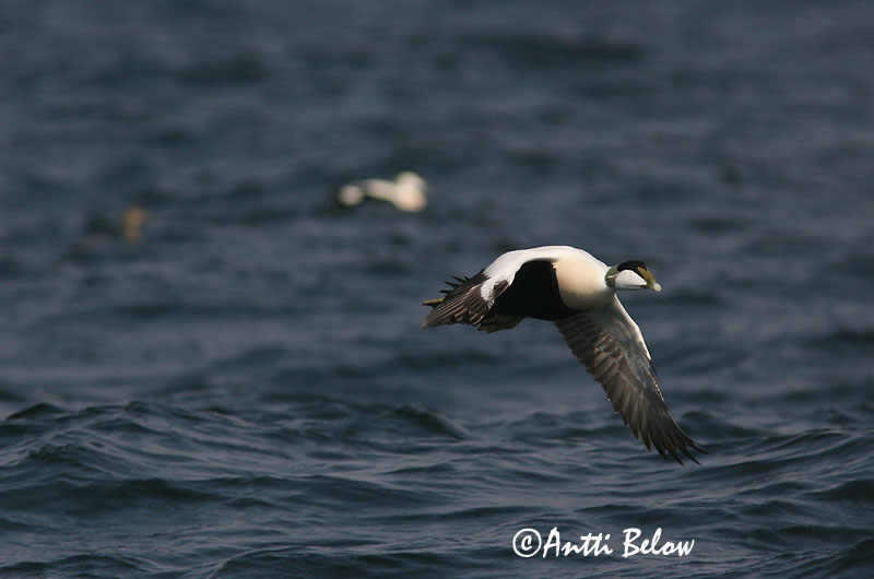 Avainsanat: Èider Ederfugl Eider Common Eider Hahk Haahka Eider à duvet Eiderente Pehelyréce Æður Edredone Ærfugl Eider-edredão Somateria mollissima Eider Común Ejder