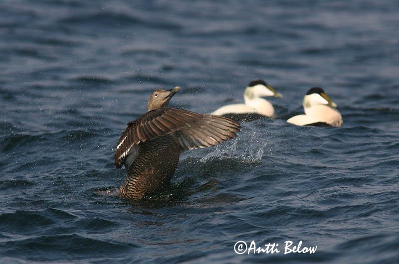 5/2006
Lågskär, Finland
Avainsanat: Èider Ederfugl Eider Common Eider Hahk Haahka Eider à duvet Eiderente Pehelyréce Æður Edredone Ærfugl Eider-edredão Somateria mollissima Eider Común Ejder