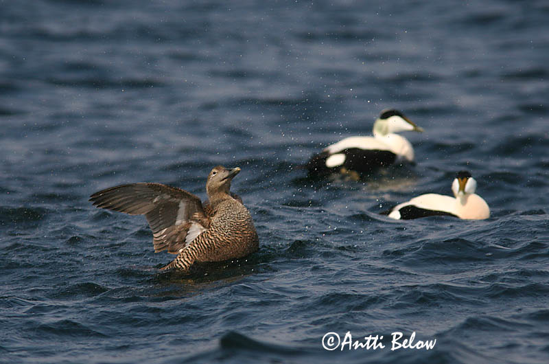 Avainsanat: Èider Ederfugl Eider Common Eider Hahk Haahka Eider à duvet Eiderente Pehelyréce Æður Edredone Ærfugl Eider-edredão Somateria mollissima Eider Común Ejder