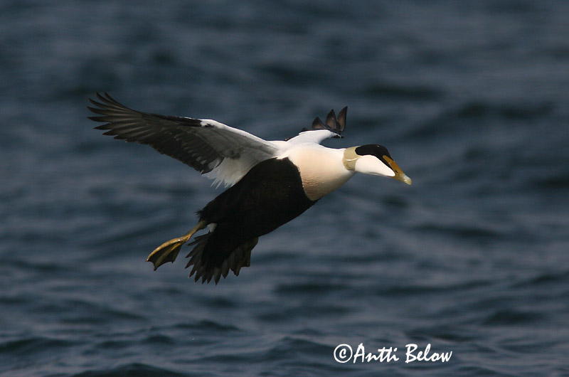 Avainsanat: Èider Ederfugl Eider Common Eider Hahk Haahka Eider à duvet Eiderente Pehelyréce Æður Edredone Ærfugl Eider-edredão Somateria mollissima Eider Común Ejder