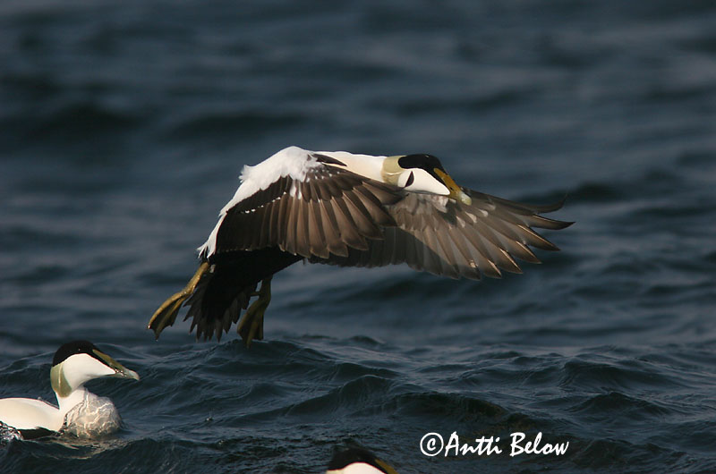 Avainsanat: Èider Ederfugl Eider Common Eider Hahk Haahka Eider à duvet Eiderente Pehelyréce Æður Edredone Ærfugl Eider-edredão Somateria mollissima Eider Común Ejder