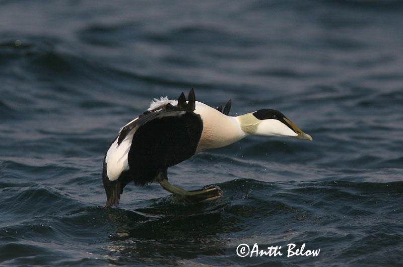 5/2006
Lågskär, Finland
Avainsanat: Èider Ederfugl Eider Common Eider Hahk Haahka Eider à duvet Eiderente Pehelyréce Æður Edredone Ærfugl Eider-edredão Somateria mollissima Eider Común Ejder