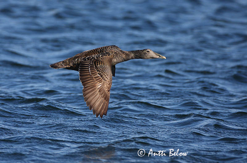 Avainsanat: Èider Ederfugl Eider Common Eider Hahk Haahka Eider à duvet Eiderente Pehelyréce Æður Edredone Ærfugl Eider-edredão Somateria mollissima Eider Común Ejder