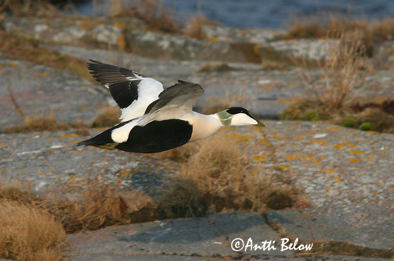 5/2006
Lågskär, Finland
Avainsanat: Èider Ederfugl Eider Common Eider Hahk Haahka Eider à duvet Eiderente Pehelyréce Æður Edredone Ærfugl Eider-edredão Somateria mollissima Eider Común Ejder