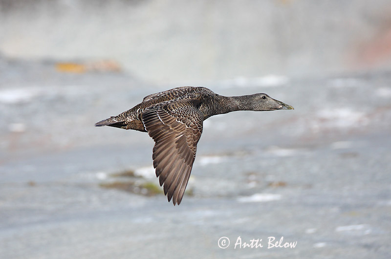 Avainsanat: Èider Ederfugl Eider Common Eider Hahk Haahka Eider à duvet Eiderente Pehelyréce Æður Edredone Ærfugl Eider-edredão Somateria mollissima Eider Común Ejder