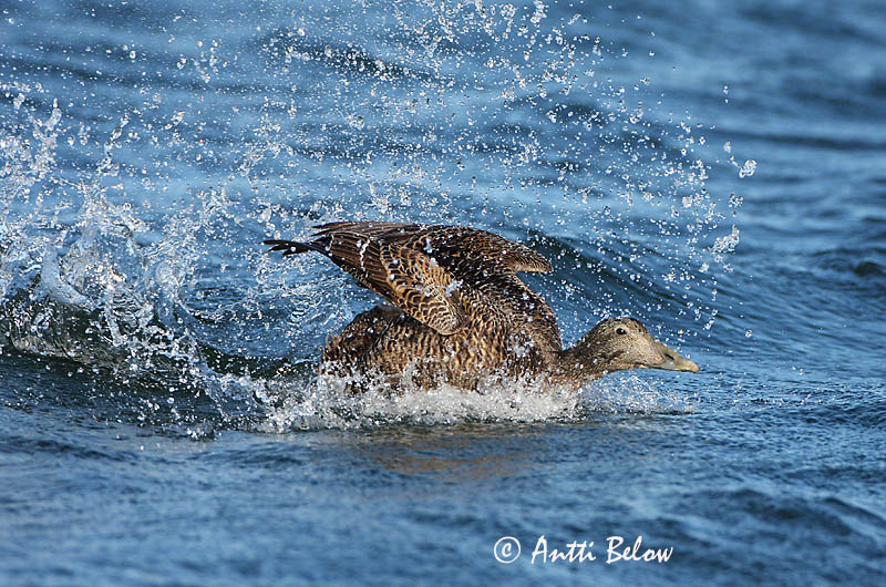 Avainsanat: Èider Ederfugl Eider Common Eider Hahk Haahka Eider à duvet Eiderente Pehelyréce Æður Edredone Ærfugl Eider-edredão Somateria mollissima Eider Común Ejder