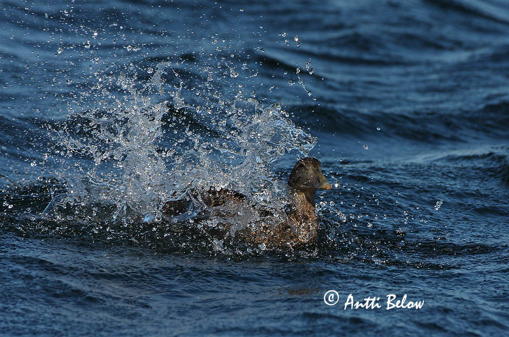 Avainsanat: Èider Ederfugl Eider Common Eider Hahk Haahka Eider à duvet Eiderente Pehelyréce Æður Edredone Ærfugl Eider-edredão Somateria mollissima Eider Común Ejder