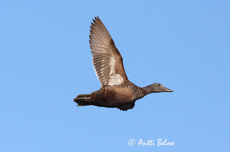 Avainsanat: Èider Ederfugl Eider Common Eider Hahk Haahka Eider à duvet Eiderente Pehelyréce Æður Edredone Ærfugl Eider-edredão Somateria mollissima Eider Común Ejder