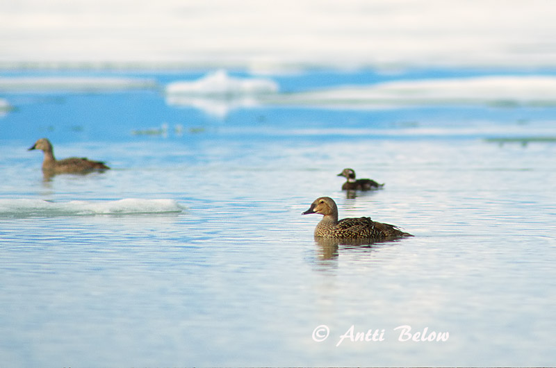 Avainsanat: Èider reial Kongeederfugl Koningseider King Eider Kuninghauk Kyhmyhaahka Eider à tête grise Prachteiderente Cifra pehelyréce Æðarkóngur Praktærfugl Eider-real Somateria spectabilis Eider Real Praktejder