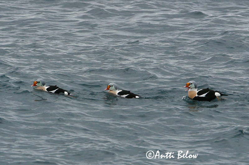 Avainsanat: Èider reial Kongeederfugl Koningseider King Eider Kuninghauk Kyhmyhaahka Eider à tête grise Prachteiderente Cifra pehelyréce Æðarkóngur Praktærfugl Eider-real Somateria spectabilis Eider Real Praktejder
