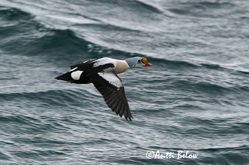 Avainsanat: Èider reial Kongeederfugl Koningseider King Eider Kuninghauk Kyhmyhaahka Eider à tête grise Prachteiderente Cifra pehelyréce Æðarkóngur Praktærfugl Eider-real Somateria spectabilis Eider Real Praktejder