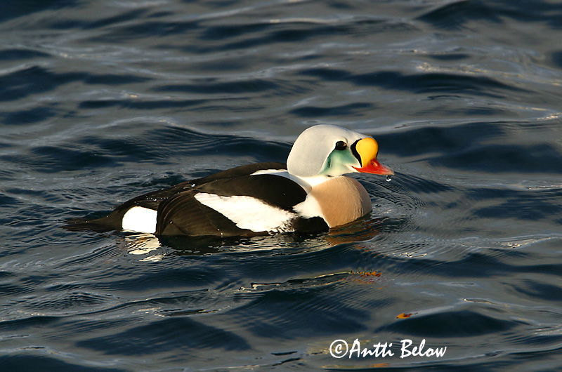 Avainsanat: Èider reial Kongeederfugl Koningseider King Eider Kuninghauk Kyhmyhaahka Eider à tête grise Prachteiderente Cifra pehelyréce Æðarkóngur Praktærfugl Eider-real Somateria spectabilis Eider Real Praktejder