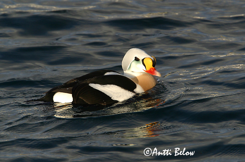 Avainsanat: Èider reial Kongeederfugl Koningseider King Eider Kuninghauk Kyhmyhaahka Eider à tête grise Prachteiderente Cifra pehelyréce Æðarkóngur Praktærfugl Eider-real Somateria spectabilis Eider Real Praktejder