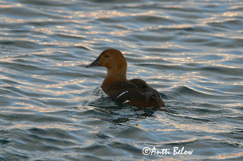 Avainsanat: Èider reial Kongeederfugl Koningseider King Eider Kuninghauk Kyhmyhaahka Eider à tête grise Prachteiderente Cifra pehelyréce Æðarkóngur Praktærfugl Eider-real Somateria spectabilis Eider Real Praktejder