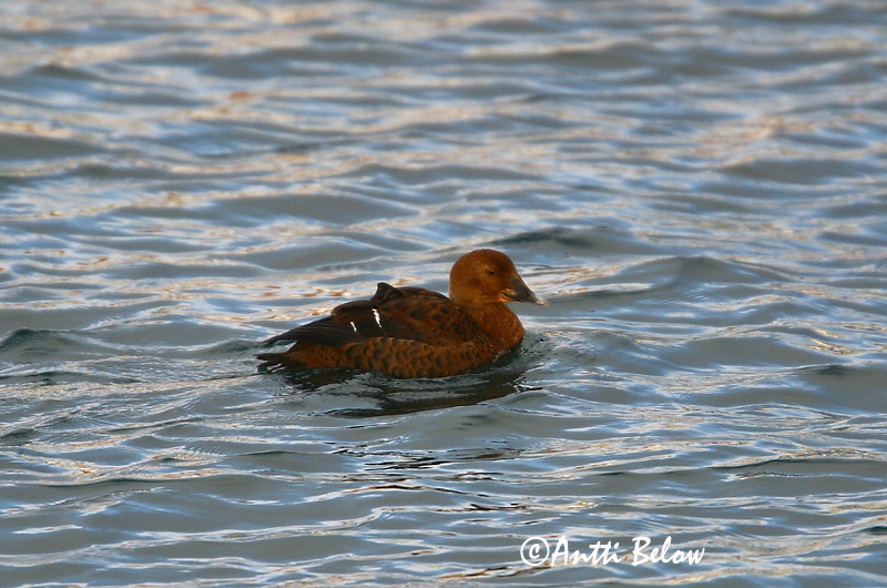 Avainsanat: Èider reial Kongeederfugl Koningseider King Eider Kuninghauk Kyhmyhaahka Eider à tête grise Prachteiderente Cifra pehelyréce Æðarkóngur Praktærfugl Eider-real Somateria spectabilis Eider Real Praktejder