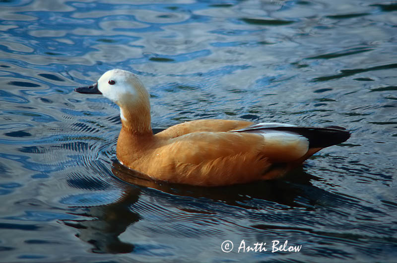 Avainsanat: Ànec canyella Rustand Casarca Ruddy Shelduck Tulipart Ruostesorsa Tadorne casarca Rostgans Vörös ásólúd Ryðönd Casarca Rustand Pato-ferrugíneo Tadorna ferruginea Tarro Canelo Rostand