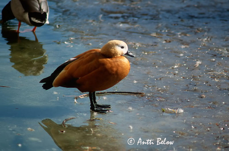 Avainsanat: Ànec canyella Rustand Casarca Ruddy Shelduck Tulipart Ruostesorsa Tadorne casarca Rostgans Vörös ásólúd Ryðönd Casarca Rustand Pato-ferrugíneo Tadorna ferruginea Tarro Canelo Rostand