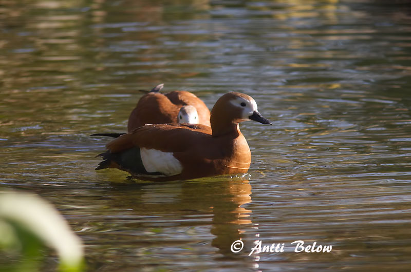 Avainsanat: Ànec canyella Rustand Casarca Ruddy Shelduck Tulipart Ruostesorsa Tadorne casarca Rostgans Vörös ásólúd Ryðönd Casarca Rustand Pato-ferrugíneo Tadorna ferruginea Tarro Canelo Rostand