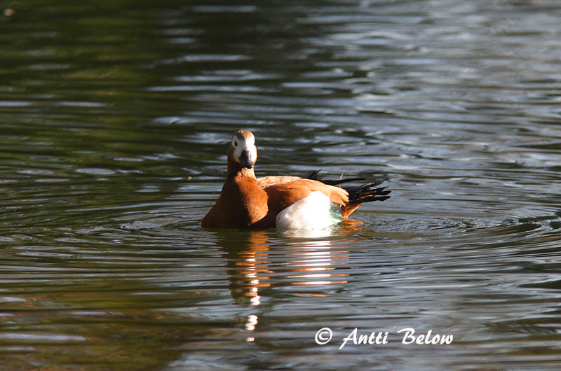 Avainsanat: Ànec canyella Rustand Casarca Ruddy Shelduck Tulipart Ruostesorsa Tadorne casarca Rostgans Vörös ásólúd Ryðönd Casarca Rustand Pato-ferrugíneo Tadorna ferruginea Tarro Canelo Rostand