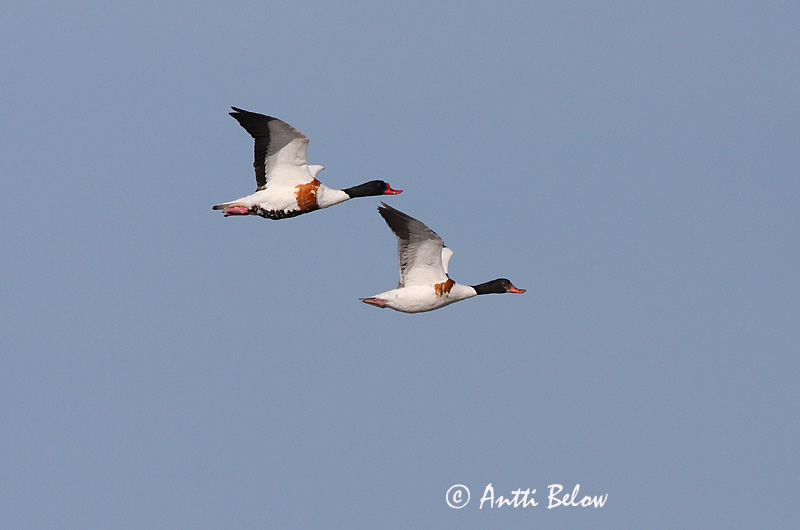 Avainsanat: Ànec blanc Gravand Bergeend Common Shelduck Ristpart Ristisorsa Tadorne de Belon Brandgans Brandente Bütykös ásólúd Brandönd Volpoca Gravand Pato-branco Tadorna tadorna Tarro Blanco Gravand