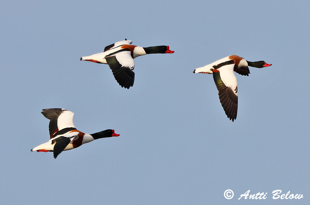 Signilskär 4/2025
Avainsanat: Ànec blanc Gravand Bergeend Common Shelduck Ristpart Ristisorsa Tadorne de Belon Brandgans Brandente Bütykös ásólúd Brandönd Volpoca Gravand Pato-branco Tadorna tadorna Tarro Blanco Gravand