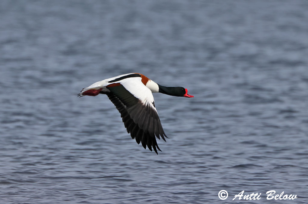Signilskär 4/2025
Avainsanat: Ànec blanc Gravand Bergeend Common Shelduck Ristpart Ristisorsa Tadorne de Belon Brandgans Brandente Bütykös ásólúd Brandönd Volpoca Gravand Pato-branco Tadorna tadorna Tarro Blanco Gravand