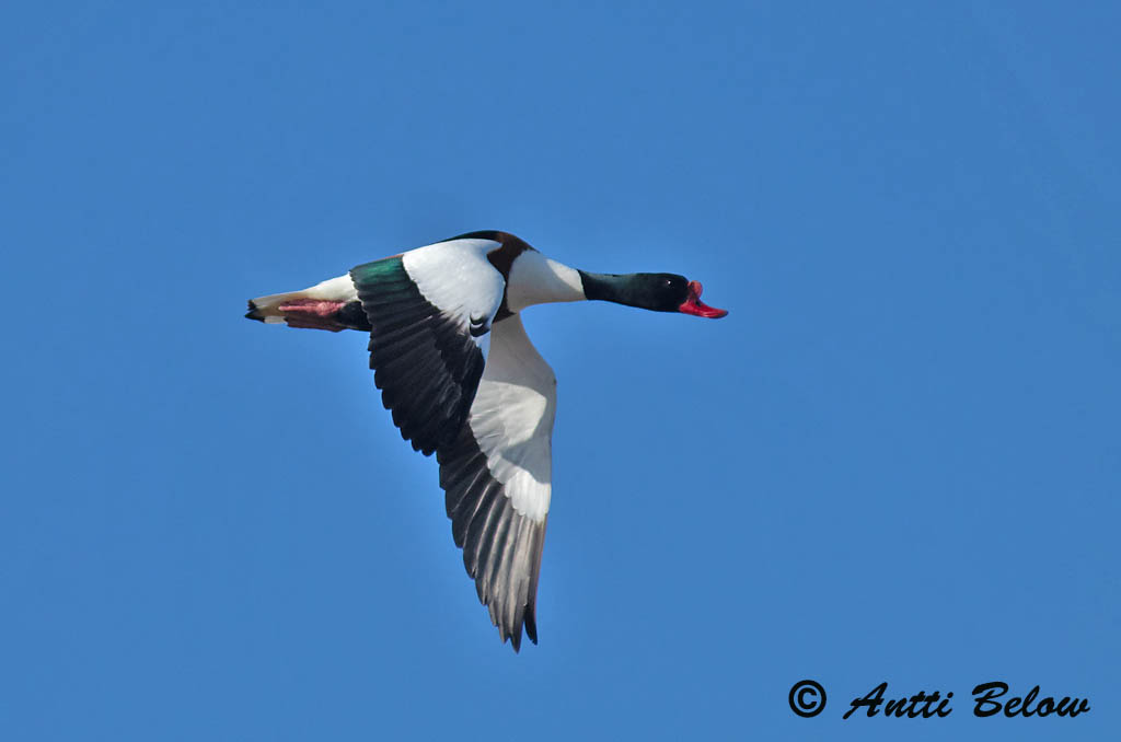Avainsanat: Ànec blanc Gravand Bergeend Common Shelduck Ristpart Ristisorsa Tadorne de Belon Brandgans Brandente Bütykös ásólúd Brandönd Volpoca Gravand Pato-branco Tadorna tadorna Tarro Blanco Gravand