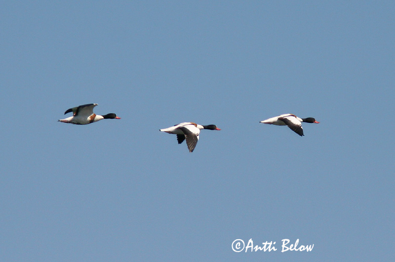 Avainsanat: Ànec blanc Gravand Bergeend Common Shelduck Ristpart Ristisorsa Tadorne de Belon Brandgans Brandente Bütykös ásólúd Brandönd Volpoca Gravand Pato-branco Tadorna tadorna Tarro Blanco Gravand
