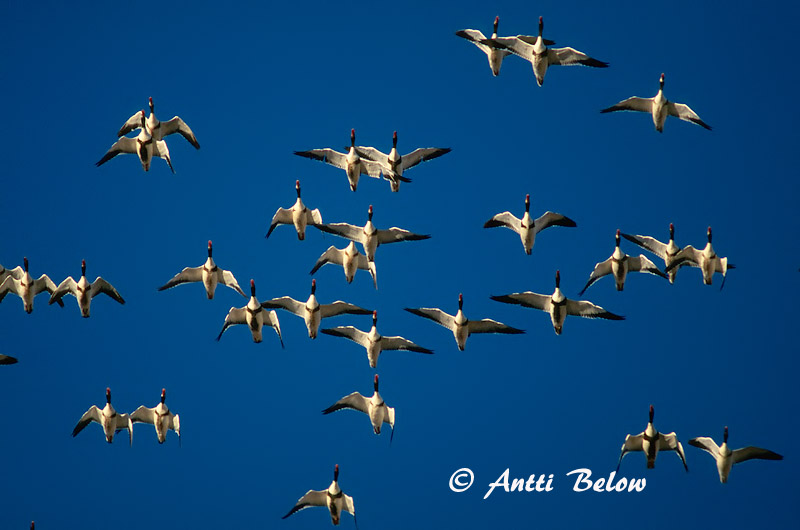 Avainsanat: Ànec blanc Gravand Bergeend Common Shelduck Ristpart Ristisorsa Tadorne de Belon Brandgans Brandente Bütykös ásólúd Brandönd Volpoca Gravand Pato-branco Tadorna tadorna Tarro Blanco Gravand
