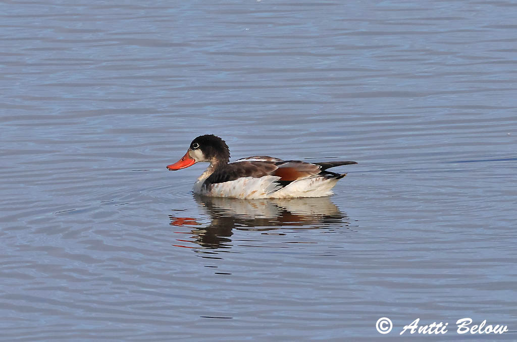 Turku 8/2025
Avainsanat: Ànec blanc Gravand Bergeend Common Shelduck Ristpart Ristisorsa Tadorne de Belon Brandgans Brandente Bütykös ásólúd Brandönd Volpoca Gravand Pato-branco Tadorna tadorna Tarro Blanco Gravand