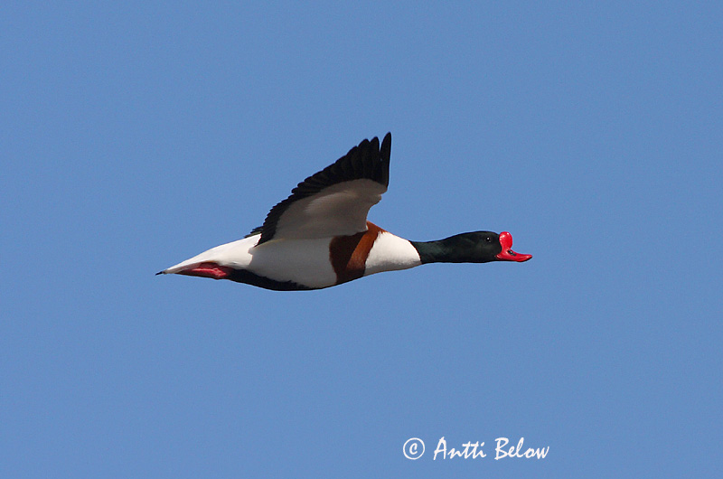Avainsanat: Ànec blanc Gravand Bergeend Common Shelduck Ristpart Ristisorsa Tadorne de Belon Brandgans Brandente Bütykös ásólúd Brandönd Volpoca Gravand Pato-branco Tadorna tadorna Tarro Blanco Gravand