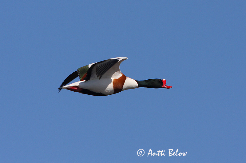 Avainsanat: Ànec blanc Gravand Bergeend Common Shelduck Ristpart Ristisorsa Tadorne de Belon Brandgans Brandente Bütykös ásólúd Brandönd Volpoca Gravand Pato-branco Tadorna tadorna Tarro Blanco Gravand