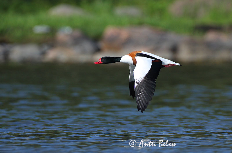 Avainsanat: Ànec blanc Gravand Bergeend Common Shelduck Ristpart Ristisorsa Tadorne de Belon Brandgans Brandente Bütykös ásólúd Brandönd Volpoca Gravand Pato-branco Tadorna tadorna Tarro Blanco Gravand