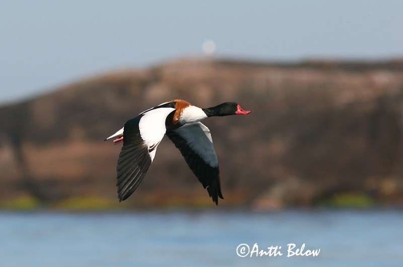 Avainsanat: Ànec blanc Gravand Bergeend Common Shelduck Ristpart Ristisorsa Tadorne de Belon Brandgans Brandente Bütykös ásólúd Brandönd Volpoca Gravand Pato-branco Tadorna tadorna Tarro Blanco Gravand