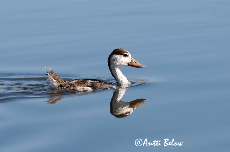 Avainsanat: Ànec blanc Gravand Bergeend Common Shelduck Ristpart Ristisorsa Tadorne de Belon Brandgans Brandente Bütykös ásólúd Brandönd Volpoca Gravand Pato-branco Tadorna tadorna Tarro Blanco Gravand