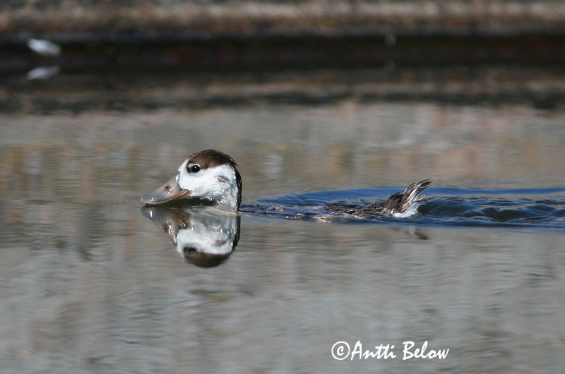 Avainsanat: Ànec blanc Gravand Bergeend Common Shelduck Ristpart Ristisorsa Tadorne de Belon Brandgans Brandente Bütykös ásólúd Brandönd Volpoca Gravand Pato-branco Tadorna tadorna Tarro Blanco Gravand