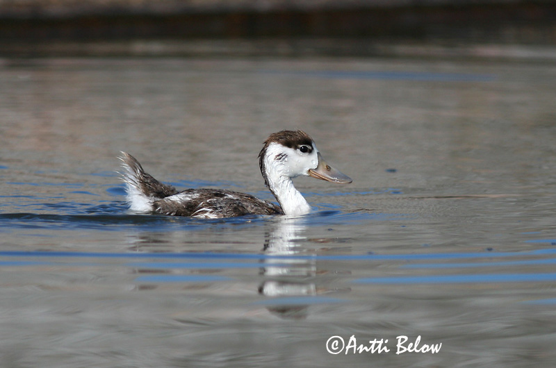 Avainsanat: Ànec blanc Gravand Bergeend Common Shelduck Ristpart Ristisorsa Tadorne de Belon Brandgans Brandente Bütykös ásólúd Brandönd Volpoca Gravand Pato-branco Tadorna tadorna Tarro Blanco Gravand