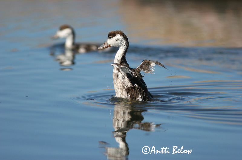 Avainsanat: Ànec blanc Gravand Bergeend Common Shelduck Ristpart Ristisorsa Tadorne de Belon Brandgans Brandente Bütykös ásólúd Brandönd Volpoca Gravand Pato-branco Tadorna tadorna Tarro Blanco Gravand