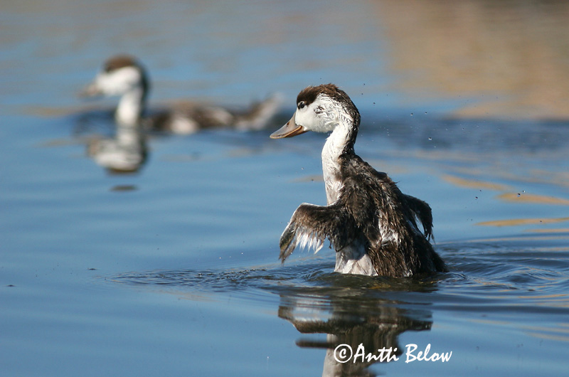 Avainsanat: Ànec blanc Gravand Bergeend Common Shelduck Ristpart Ristisorsa Tadorne de Belon Brandgans Brandente Bütykös ásólúd Brandönd Volpoca Gravand Pato-branco Tadorna tadorna Tarro Blanco Gravand