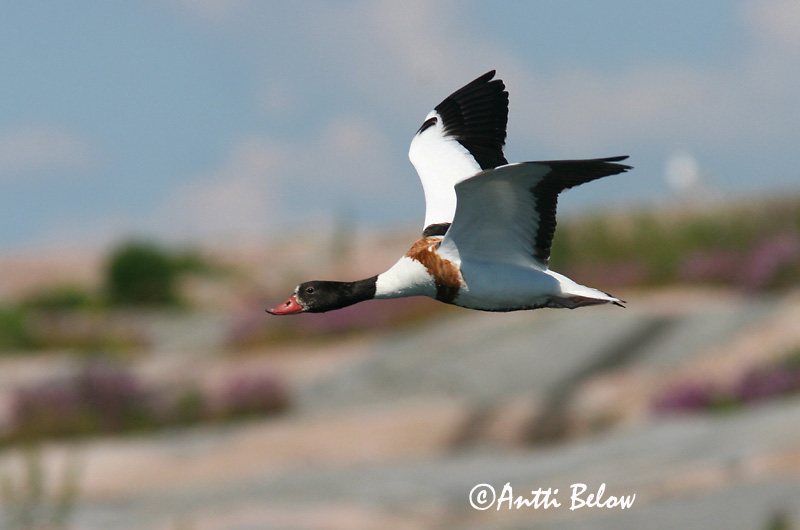 Avainsanat: Ànec blanc Gravand Bergeend Common Shelduck Ristpart Ristisorsa Tadorne de Belon Brandgans Brandente Bütykös ásólúd Brandönd Volpoca Gravand Pato-branco Tadorna tadorna Tarro Blanco Gravand