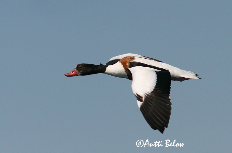 Avainsanat: Ànec blanc Gravand Bergeend Common Shelduck Ristpart Ristisorsa Tadorne de Belon Brandgans Brandente Bütykös ásólúd Brandönd Volpoca Gravand Pato-branco Tadorna tadorna Tarro Blanco Gravand