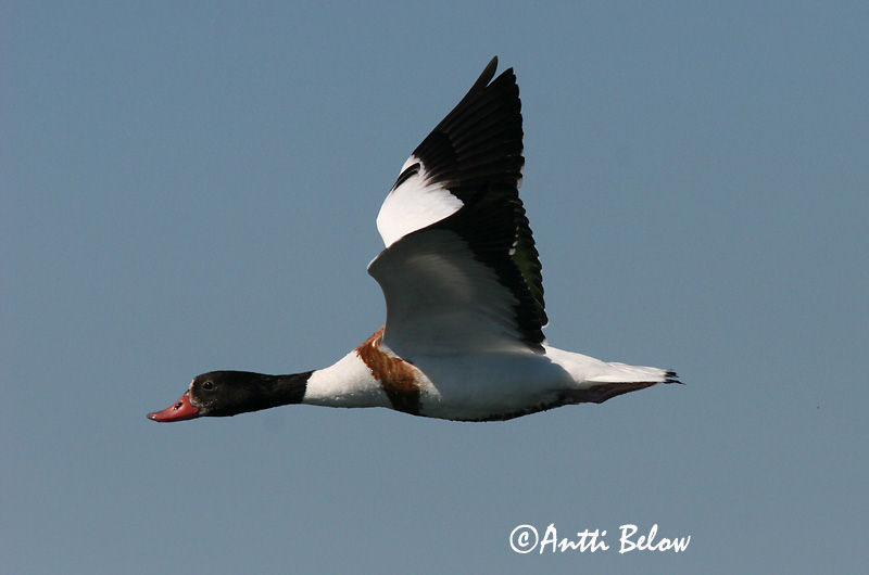 Avainsanat: Ànec blanc Gravand Bergeend Common Shelduck Ristpart Ristisorsa Tadorne de Belon Brandgans Brandente Bütykös ásólúd Brandönd Volpoca Gravand Pato-branco Tadorna tadorna Tarro Blanco Gravand
