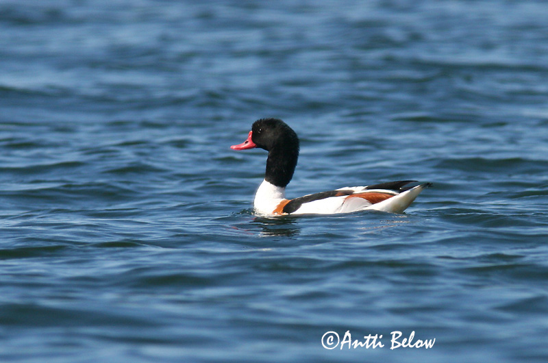 Avainsanat: Ànec blanc Gravand Bergeend Common Shelduck Ristpart Ristisorsa Tadorne de Belon Brandgans Brandente Bütykös ásólúd Brandönd Volpoca Gravand Pato-branco Tadorna tadorna Tarro Blanco Gravand